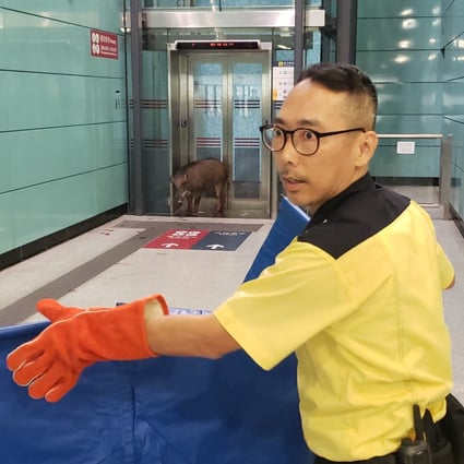 The wild boar was seen sneaking into Kennedy Town MTR station, where it was confronted by security personnel. Photo: Chris Healy