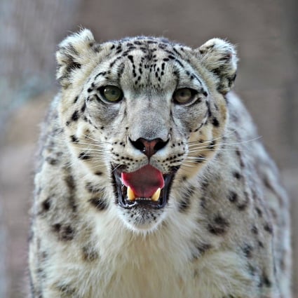 There are fewer than 7,000 snow leopards in the wild today, and those numbers are decreasing, according to the likes of global conservation body WWF. Photo: Shutterstock
