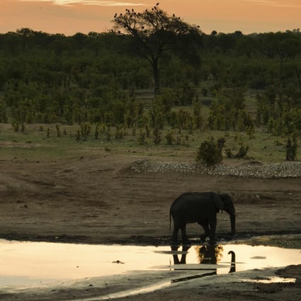 An African elephant in Hwange National Park in Zimbabwe in November 2012. Photo: AFP