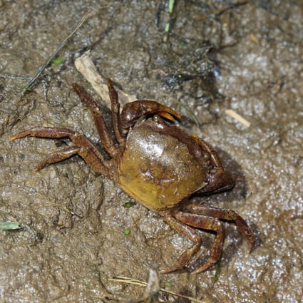 The Somanniathelphusa zanklon freshwater crab in Fanling. Photo: Photo: Paul Leader/AEC
