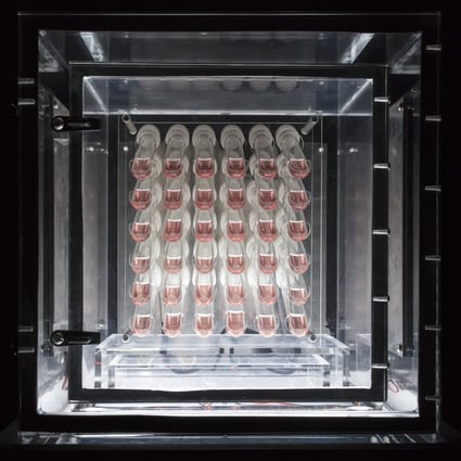 Sean Raspet’s artwork “Screen (EP1.1 iPSCs stem cell line-derived human retinal organoids)” is a square array of 36 test tubes containing a pink culture in each of which a single retinal organoid grows. It is part of his first solo exhibition in Hong Kong.