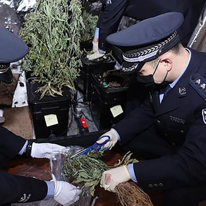Police seize marijuana from a flat in Chengdu, Sichuan province, where a student was growing the plant for personal use. Photo: cnr.cn