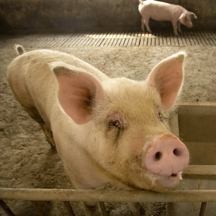 China’s pork production is returning to normal, the government says. Photo: AP