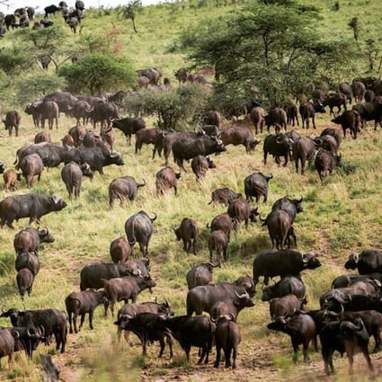 The annual migration of wildebeest, zebra, gazelles, giraffes and other animals in search of new pastures attracts thousands of Instagram-snapping holidaymakers to safari destinations in Africa. Photo: Instagram