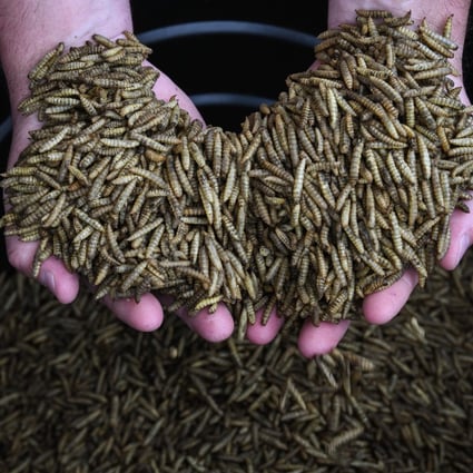 Dried black soldier fly larvae at Evo Conversion Systems, in Texas, in the United States. Photo: The Washington Post / Loren Elliot