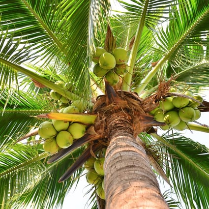 Coconut aminos, made from the fermented sap of coconut palm blossom, is a gluten-free, slightly sweet alternative to soy sauce. Beware of the fanciful claims made about its health benefits. Photo: Alamy