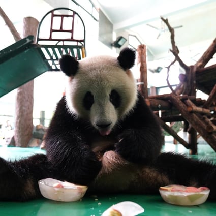 A giant panda tries to beat the heat with an ice treat at Shanghai Zoo. Photo: Xinhua