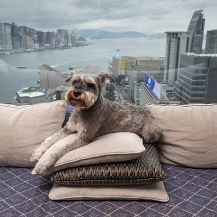 The Luxury Pet Friendly Hotels Taking Pet Pampering To New Heights In Hong Kong And Beyond South China Morning Post