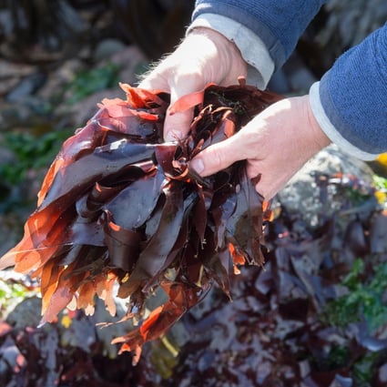 A comeback for dulse, edible seaweed from Ireland with umami that’s a