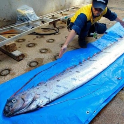 Japanese Belief In Link Between Deep Sea Fish Sightings And Quakes Finally Debunked South China Morning Post