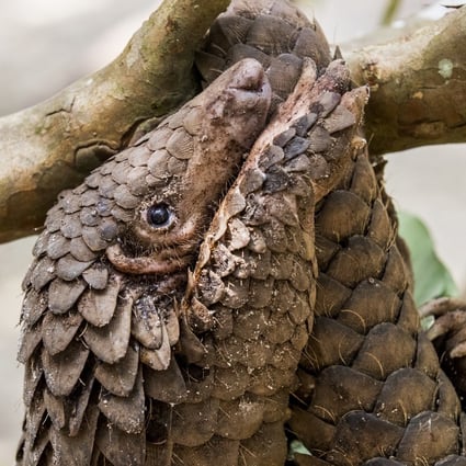A pangolin in Indonesia. A new survey shows that most Hong Kong people are against the use of pangolins in traditional Chinese medicine. Photo: Paul Hilton for WildAid