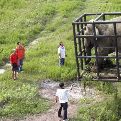 An elephant is hoisted into Chongqing zoo in southwestern China, on loan from another Chinese zoo. Photo: Reuters