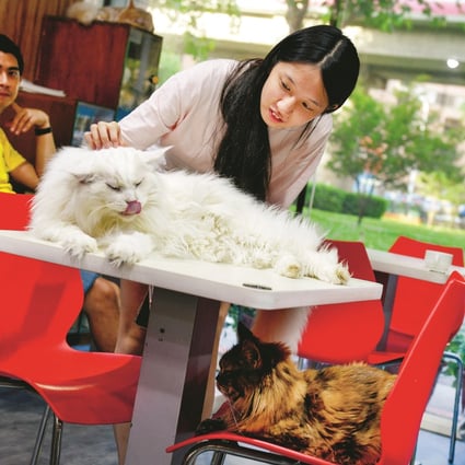 First-time visitor Chen Pei-jung, 18, gets to know some of the cats at Genki Cat Café in Taipei, Taiwan. Photo: Chris Stowers/PANOS