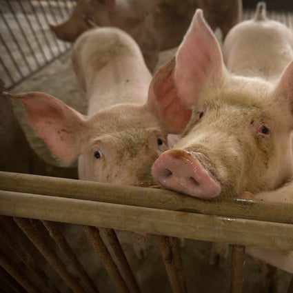 China is in the grip of an African swine fever epidemic that could wipe out half its pig population by the end of the year, with officials also scrambling to ratchet up pork imports to help fill the gap. Photo: AP