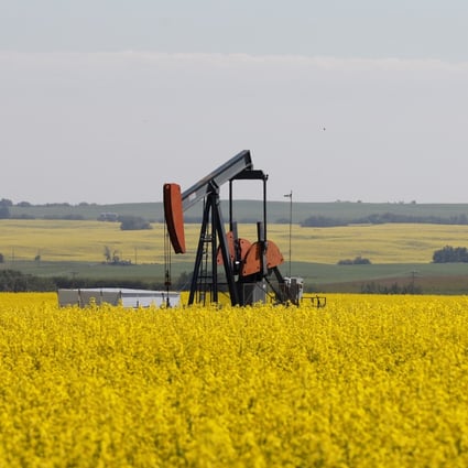 Western Canadian canola fields surrounding an oil pump jack are seen in full bloom in rural Alberta, Canada, in July. Photo: Reuters