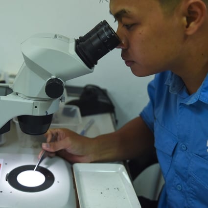 A laboratory assistant examines mosquito samples at the Pasteur Institute in the southern Vietnamese city of Nha Trang. Photo: AFP