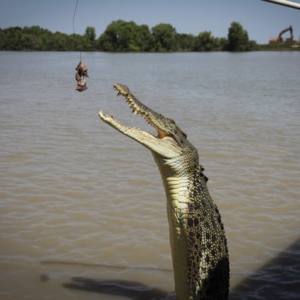 Get up close with saltwater crocodiles in Australia’s Northern Territory. Photo: Alkira Reinfrank