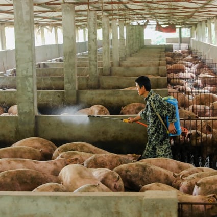 The latest data from China’s agriculture ministry showed that as of the end of August, the country’s live pig population had fallen by 38.7 per cent from a year earlier. Photo: Reuters