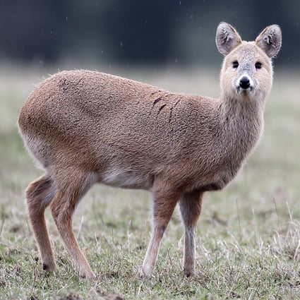 The Vulnerable Chinese Deer Hunted For Fun In The Uk South China Morning Post