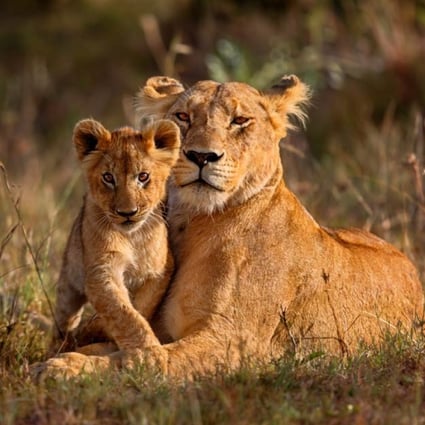 Kenya’s Masai Mara is famous for its lions.