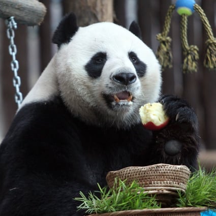 Chuang Chuang was on loan from China at the Chiang Mai Zoo. Photo: EPA-EFE