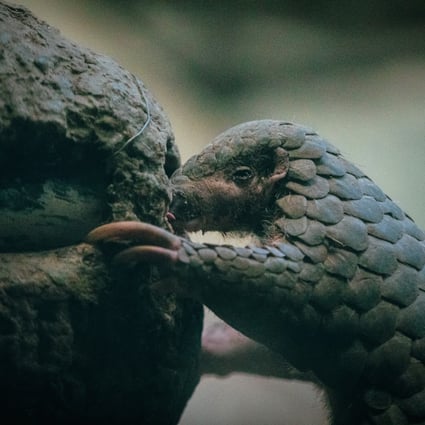 Wildlife experts estimate that nine out of 10 illegally trafficked pangolins are not detected by authorities. Photo: The Reporter