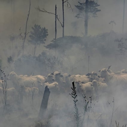 Cattle standing in the midst of smoke from Amazon fires in early September. Hong Kong consumers, with their huge appetite for Brazilian beef, are a significant driver of such fires used for land clearing. Photo: AP