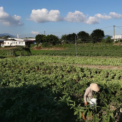 A farmer works on his crops at Kwu Tung North as of 4 July 2013. Photo: SCMP
