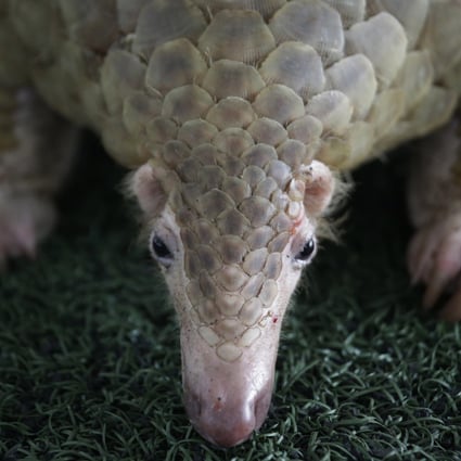 Pangolins Multimillion Dollar Animal Faces Extinction As Trade Thrives South China Morning Post