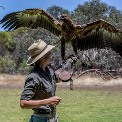 A wedge tail eagle on Kangaroo Island, which lies off the coast of South Australia.Photo: Tourism Australia