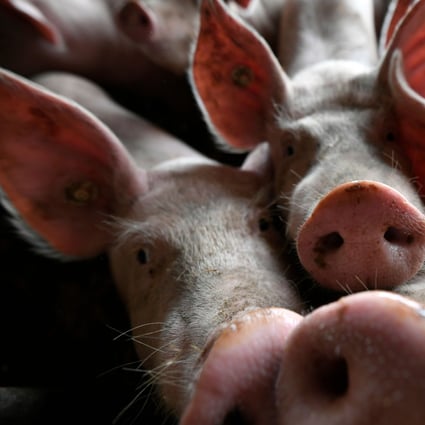 African swine fever has swept through China’s pig population, leading to mass culls that are expected to take years to recover from. Photo: AFP