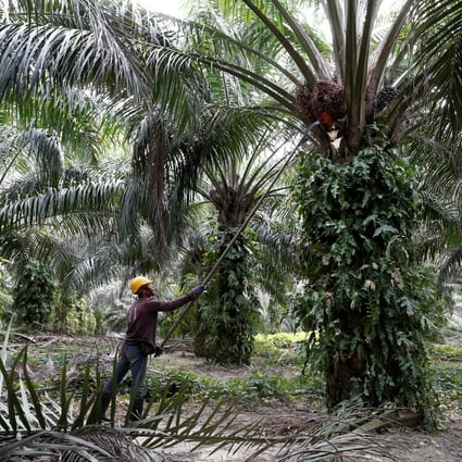 Labour Shortage Fears As Malaysia Pushes Ahead With Plan To Cut Foreign Workers South China Morning Post