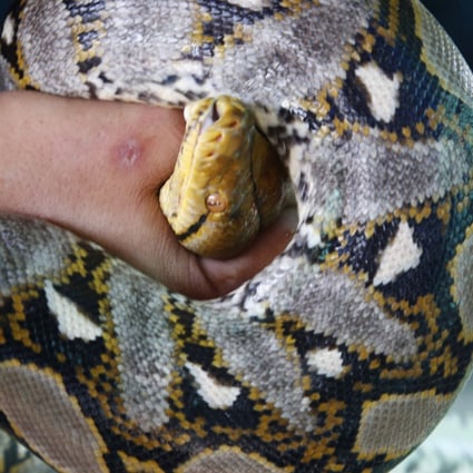 US woman found dead with python wrapped around her neck, in house ...