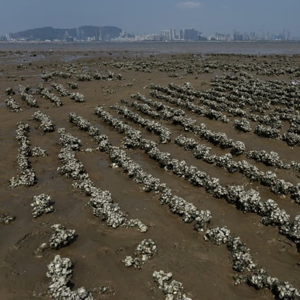 The restoration of oyster reefs has been held up as a natural solution to the threat of storm surges on Hong Kong’s coastal communities. Photo: Jonathan Wong