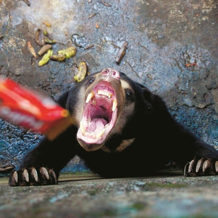 A sun bear is offered chocolate by a visitor in its enclosure at a zoo in Bandung, Indonesia. Animal rights activists demanded the closure of the Indonesian zoo after skeletal sun bears were pictured begging for food from visitors. Photo: AFP