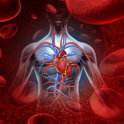 Illustration of the human heart circulation cardiovascular system. Photo: Shutterstock
