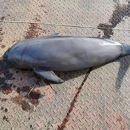 The finless porpoise found dead in the Yangtze River in Hubei on Monday was the second fatality in a week. Photo: 163.com