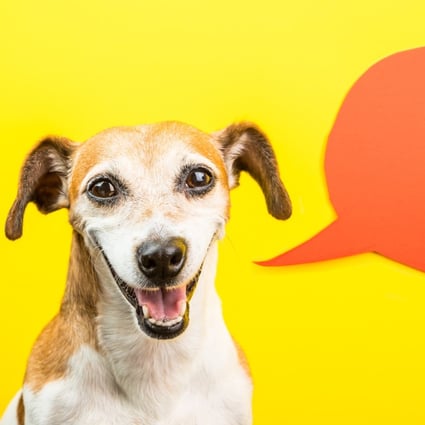 Can you really talk to your furry friends? Animal communication has been around as long as animals have existed.