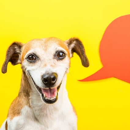 Can Cats And Dogs Talk An Animal Communicator Speaks To Our Cat And Tells Us What It S Thinking South China Morning Post Can Cats And Dogs Talk An Animal Communicator Speaks To Our Cat And Tells Us What It S Thinking South China Morning Post