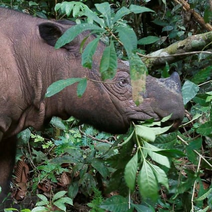 The Sumatran Rhinoceros Has Become Extinct In Malaysia South China Morning Post