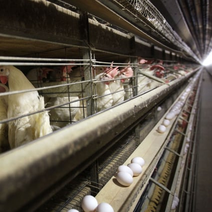 China has authorised poultry imports from 172 facilities in the US. Photo: AP