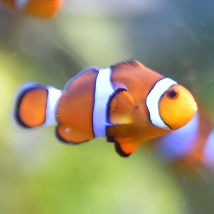 Losing Nemo Clownfish Could Vanish For Good Due To Climate Change South China Morning Post