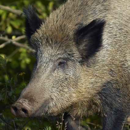 Texas Woman Christine Rollins Killed By Pack Of Feral Hogs On Way To Texas Woman Christine Rollins Killed By Pack Of Feral Hogs On Way To