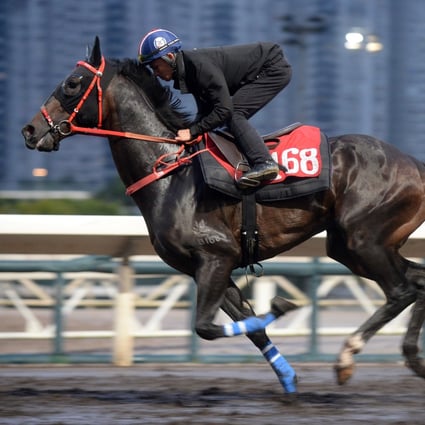 Voyage King at Hong Kong’s Sha Tin Racecourse on May 30. The horse was euthanised after breaking its leg during a race at the Happy Valley Racecourse on November 20. Photo: Kenneth Chan