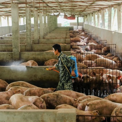 There is currently no cure for African swine fever, which has devastated China’s domestic herds and caused a 70 per cent rise in pork prices due to the resulting shortages. Photo: Reuters