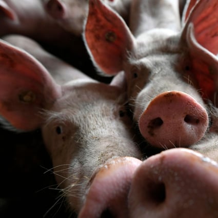 The swine fever epidemic has cut the country’s herds by more than 40 per cent. Photo: AFP
