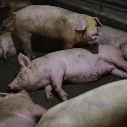 Navigation systems of planes flying over a pig farm were affected by the farmer’s efforts to prevent a drone attack by criminal gangs spreading African swine fever. Photo: AFP