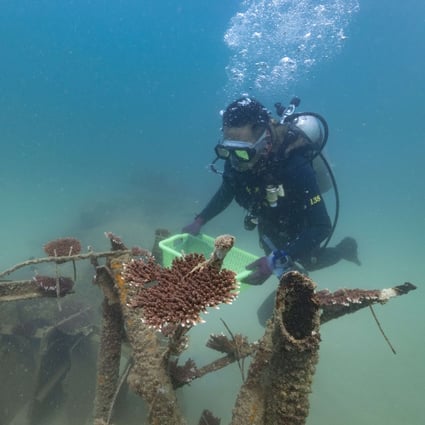 Beijing’s South China Sea coral conservation efforts are met with scepticism by critics who see a larger strategic purpose behind them. Photo: Xinhua