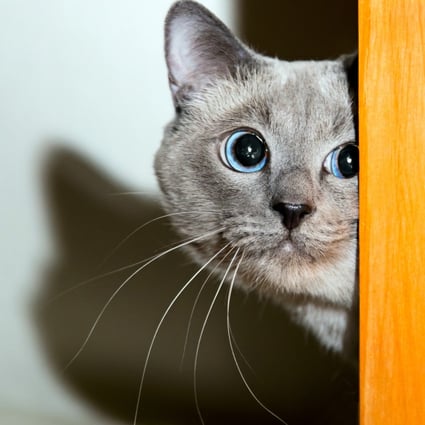 Cats instinctively seek safe retreats