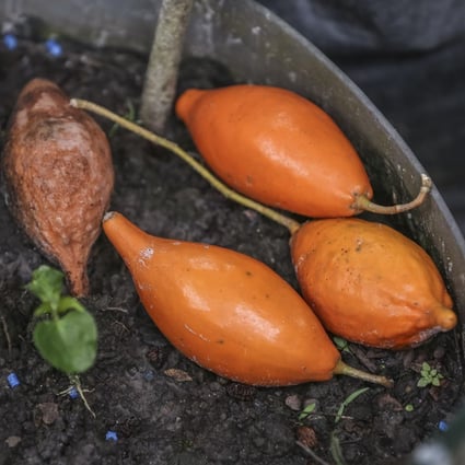 Roots of the iboga shrub, from which a psychedelic drug can be derived that helps opioid addicts get clean without painful withdrawal symptoms. Photo: AFP